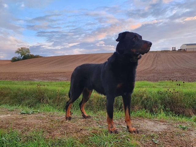 Ruben L'ami De La Campagne