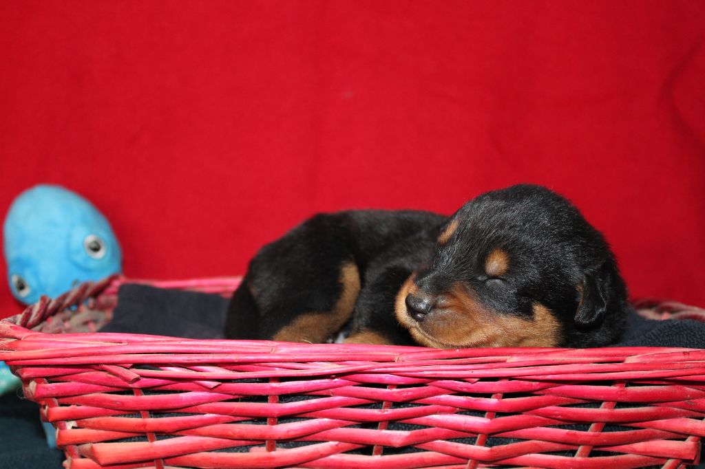 des Vaux rouges - Chiots disponibles - Berger de Beauce