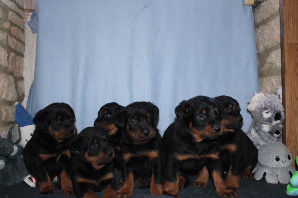 Chiot Berger de Beauce des Vaux rouges