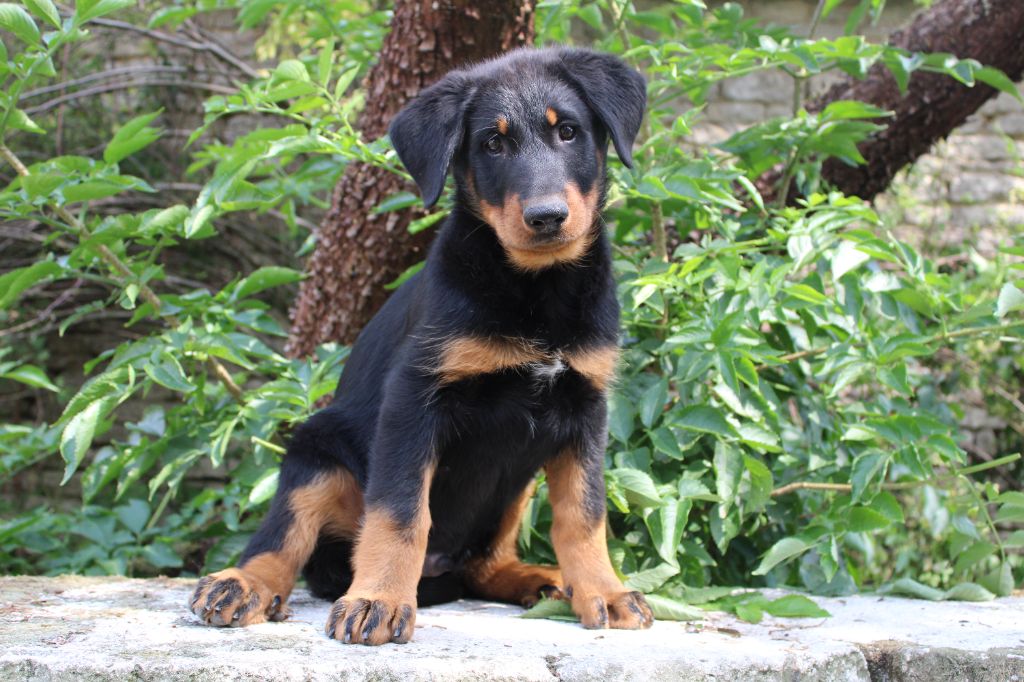 des Vaux rouges - Berger de Beauce - Portée née le 09/06/2025