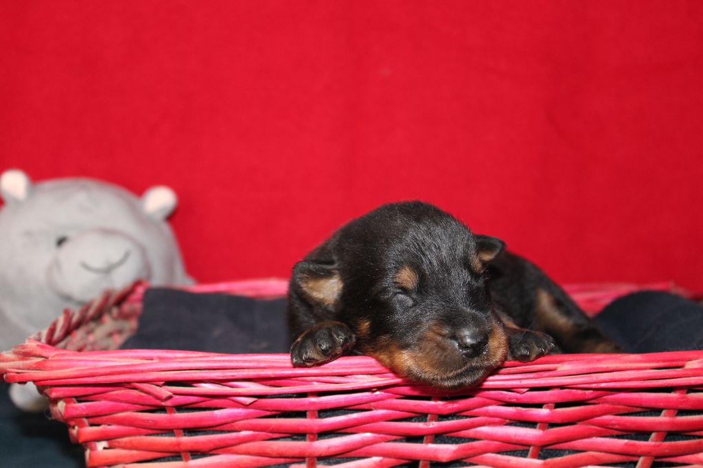 des Vaux rouges - Chiots disponibles - Berger de Beauce