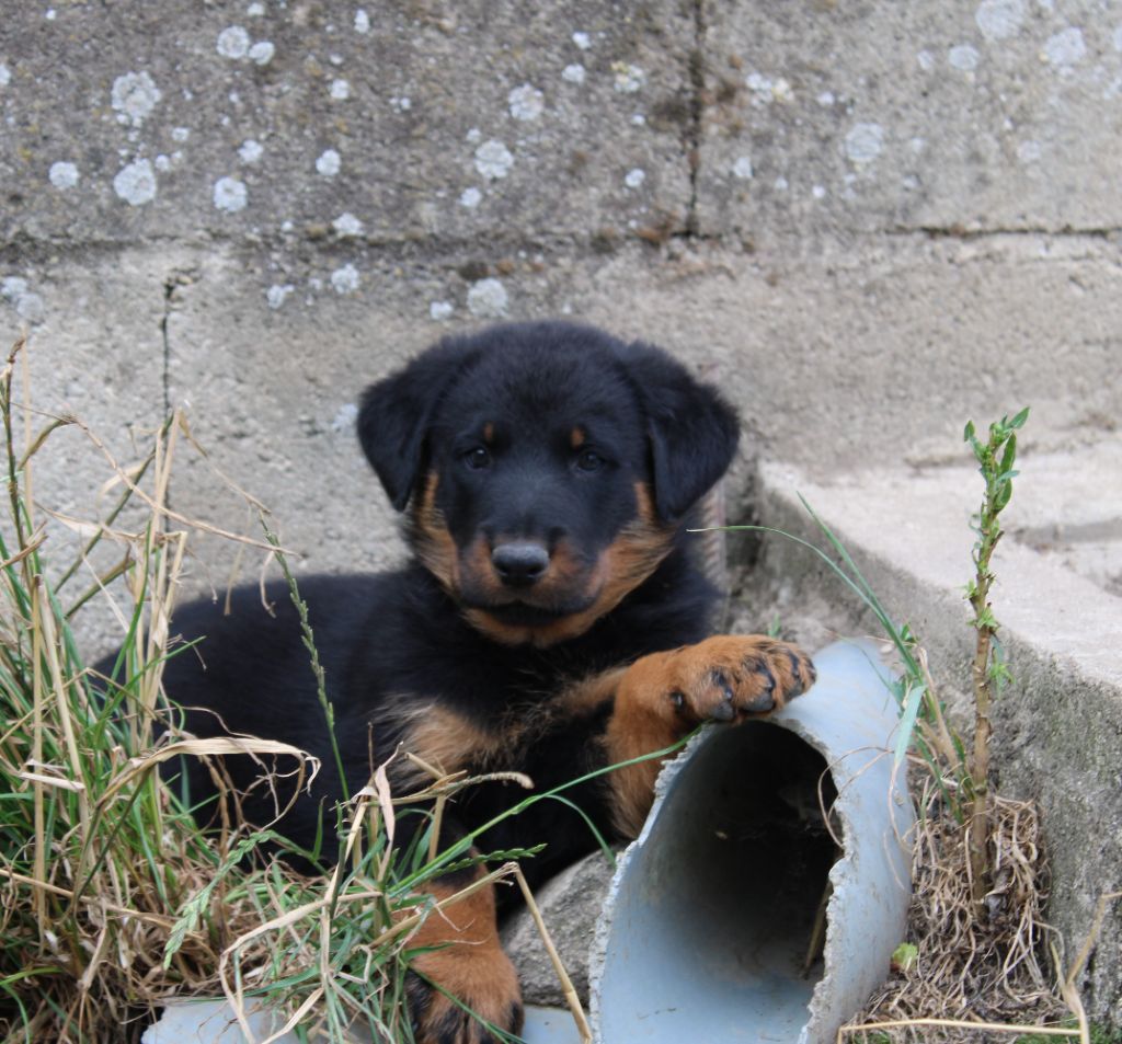 des Vaux rouges - Chiots disponibles - Berger de Beauce